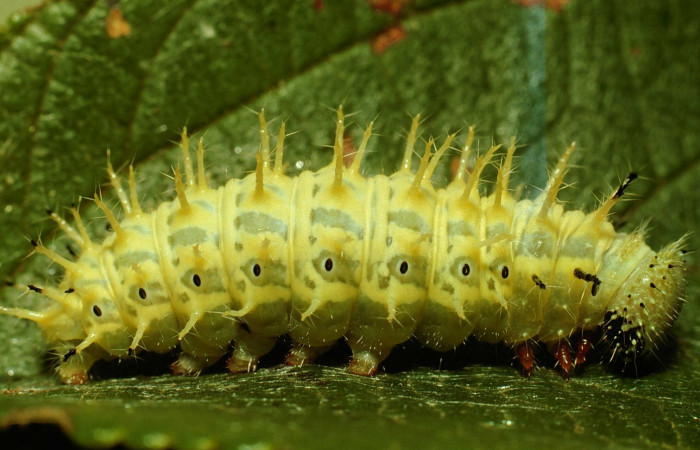 Fig. 7. Larva en último estadio de<i> Hypanartia godmanii</i> (Nymphalidae). Area de Conservación Guanacaste, Sector Cacao, Sendero Derrumbe, elevación 1220mt. (02-SRNP-23274-DHJ69189.jpg).