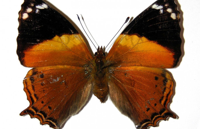 Fig. 1. Adulto de <i>Hypanartia godmanii</i>.  Area de Conservación Guanacaste, Sector Cacao, Estación Cacao, elevación1150mt. (02-SRNP-8296-DHJ98634).