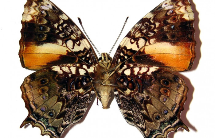 Fig. 3. Vista ventral, adulto de <i>Hypanartia godmanii</i> (Nymphalidae). Area de Conservación Guanacaste, Sector Cacao, Sendero Derrumbe, elevación 1120mt. (04-SRNP-35457-DHJ98641).