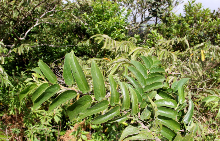 Fig. 12.  Area de Conservacion Guanacaste, Sector Cacao Sendero ponderosa, elevación1060mt planta hospedera de <i>Hypanartia godmanii</i> <i>Trema micrantha</i> de la familia Cannabaceae, foto26.JMP 11/26/2018
