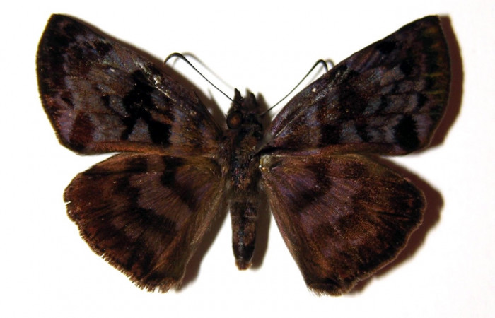 Figura 7. Adulto <i>Ebrietas anacreon</i> (Hesperiidae), hembra vista dorsal. Voucher 01-SRNP-18079-DHJ94756.jpg.