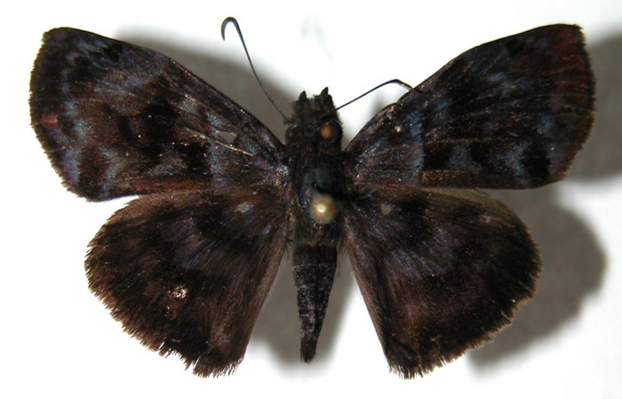 Figura 9. Adulto <i>Ebrietas anacreon</i> (Hesperiidae), hembra vista dorsal. Voucher 02-SRNP-28985-DHJ91298.jpg.
