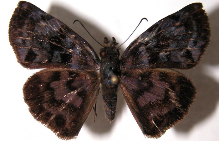 Figura 1. Adulto de <i>Ebrietas anacreon[/I] (Hesperiiidae), vista dorsal. Voucher 04-SRNP-30931-DHJ91302.jpg.