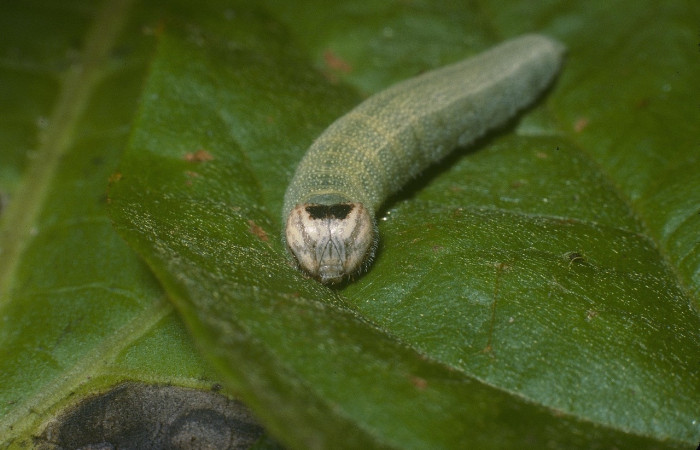 Figura 3. <i>Ebrietas anacreon</i> (Hesperiidae), en último, posición frontal, Sector Pitilla, Pasmompa. Voucher 05-SRNP-30566-DHJ88569.jpg.