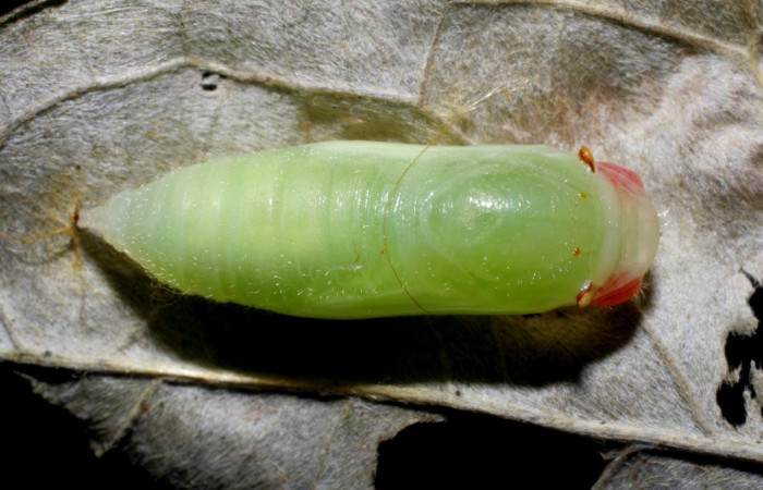Figura 6. Pupa de <i>Ebrietas anacreon</i> (Hesperiidae), posición dorsal, Sector Pitilla, Pasmompa. Voucher 06-SRNP-30798-DHJ424988.jpg.