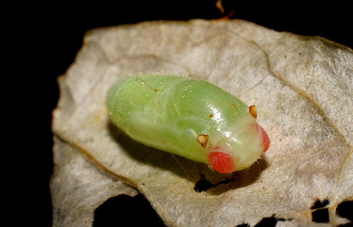 Figura 5. Pupa de <i>Ebrietas anacreon</i> (Hesperiidae), posición frontal, Sector Pitilla, Pasmompa. Voucher 06-SRNP-30798-DHJ424989.jpg.