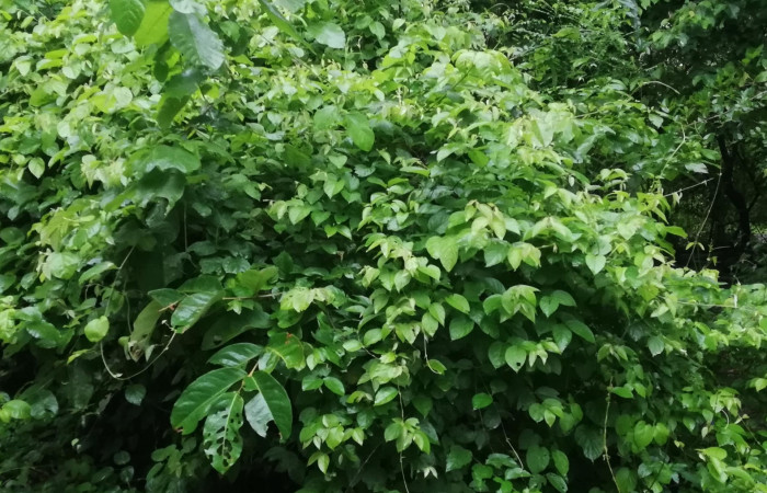 Figura 13. <i>Banisteriopsis muricata</i> planta hospedera  de Ebrietas anacreon (Hesperiiidae). Foto Gloria Sihezar. Sector Santa Rosa, 21 junio 2022.