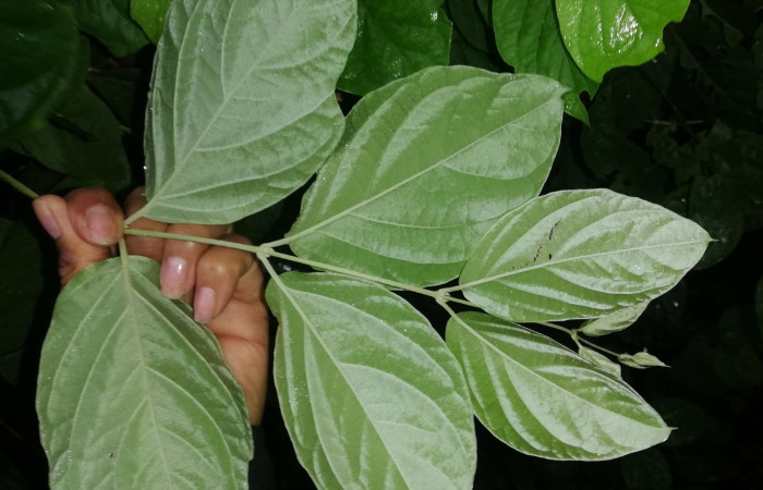 Figura 11. <i>Banisteriopsis muricata</i> planta hospedera  de <i>Ebrietas anacreon</i> (Hesperiidae). Foto Gloria Sihezar. Parque Nacional Santa Rosa, 21 junio 2022.