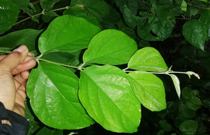 Figura 12. <i>Banisteriopsis muricata</i> planta hospedera  de <i>Ebrietas anacreon</i> (Hesperiidae). Foto Gloria Sihezar. Parque Nacional Santa Rosa, 21 junio 2022.