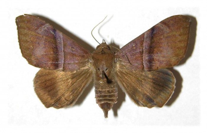 Figura 5. Adulto <i>Ophisma tropicalis</i> (Erebidae). Pocisión dorsal. Área de Conservación Guanacaste, Sector Santa Rosa. 01-SRNP-10333-DHJ314052.