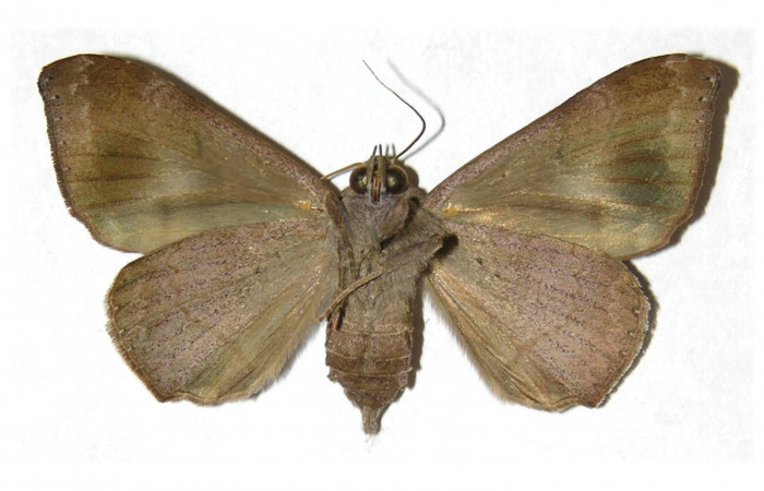 Figura 6. Adulto <i>Ophisma tropicalis</i> (Erebidae). Pocisión ventral. Área de Conservación Guanacaste, Sector Santa Rosa. 01-SRNP-10333-DHJ314053.