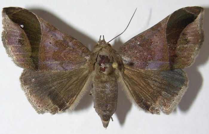 Figura 11. Adulto <i>Ophisma diatonica</i> (Erebidae). Pocisión dorsal. Área de Conservación Guanacaste, Sector Santa Rosa. 09-SRNP-23465-DHJ522354.