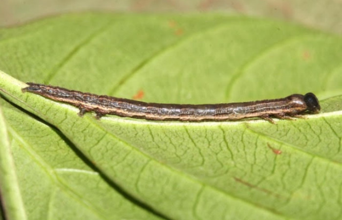 Figura 8. Larva <i>Ophisma aeolida</i> (Erebidae), posición entero lateral en la hoja de la planta <i>Serjania mexicana</i> (Sapindaceae). 17-SRNP-30614-DHJ736166.jpg.
