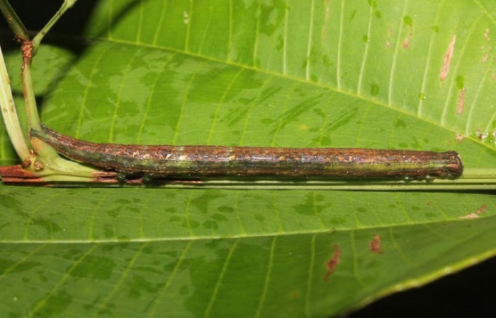 Figura 10. Larva <i>Ophisma diatonica</i> (Erebidae), posición entero lateral en la hoja de la planta <i>Serjania mexicana</i> (Sapindaceae). 18-SRNP-46258-DHJ719166.jpg.