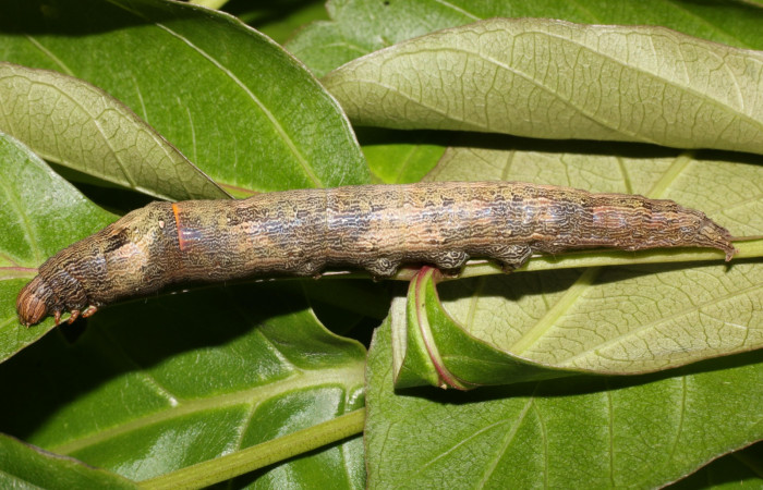 Figura 2. Larva <i>Ophisma tropicalis</i> (Erebidae), posición entero lateral en la hoja de la planta <i>Serjania mexicana</i> (Sapindaceae). 18-SRNP-55386-DHJ492696.jpg.