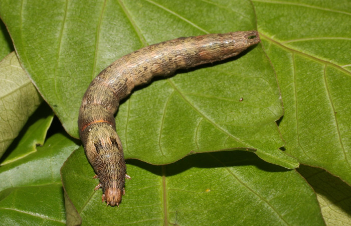 Figura 3. Larva <i>Ophisma tropicalis</i> (Erebidae), posición entero dorsal en la hoja de la planta <i>Serjania mexicana</i> (Sapindaceae). 18-SRNP-55386-DHJ492699.jpg.