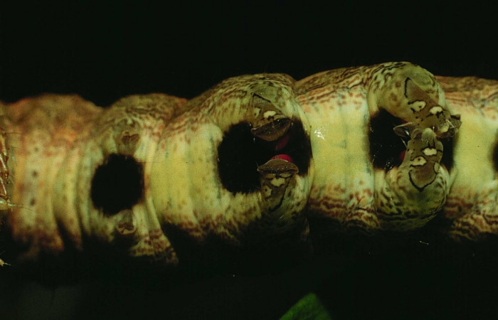 Figura 4. Larva <i>Ophisma tropicalis</i> (Erebidae), posición ventral en la hoja de la planta <i>Paullinia cururu</i> (Sapindaceae).94-SRNP-1896-DHJ26931.jpg.
