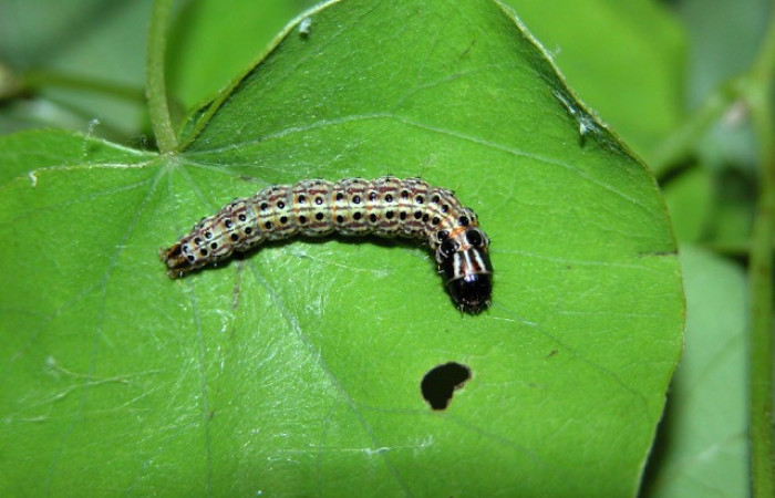   Figura 1. <i>Stenoma patens</i> familia (Depresaridae) 
posición dorsal, Voucher,03-SRNP-4825-DHJ400655.