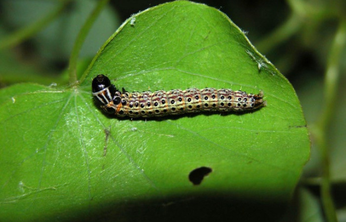   Figura 2.<i>Stenoma patens</i> familia (Depresaridae)
posición dorsal, Voucher 03-SRNP-4825-DHJ400657.
