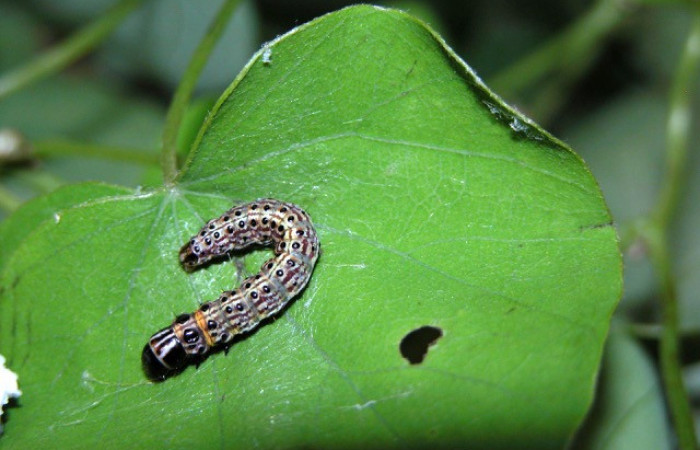   Figura 3.<i>Stenoma patens</i> familia (Depresaridae)
posición lateral Voucher 03-SRNP-4825-DHJ400658.