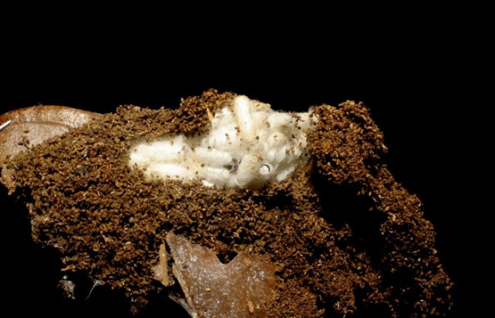 Figura 11.Capullo de parásitos <i>Apanteles juanvictori</i>, familia Braconidae, puestos en <i>Stenoma</i> patensDHJ03. Voucher 04-SRNP-35043-DHJ415347. 