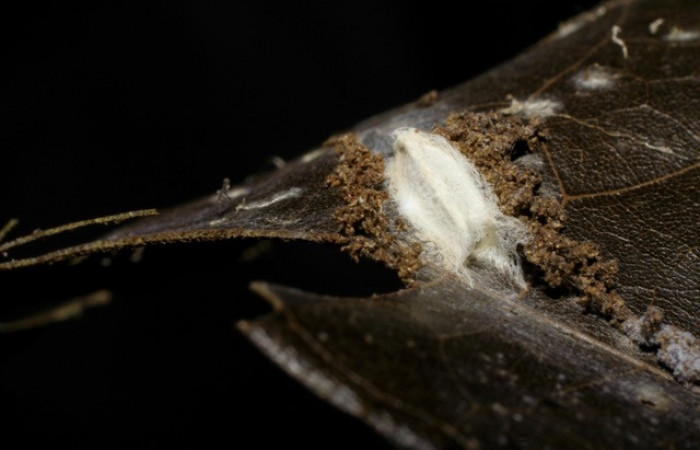 Figura 12.Capullo de parásitos <i>Apanteles</i> Rodriguez117, familia Braconidae, puestos en [i
]Stenoma</i> patensDHJ04. Voucher 06-SRNP-42119-DHJ425519. 