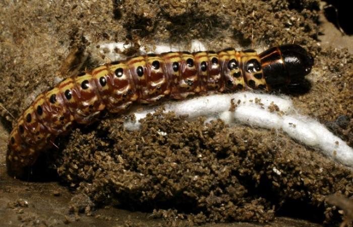 Figura 7.Capullos de parásitos puestos en <i>Stenoma patens</i>, Apanteles see description, familia (Braconidae) 
posición dorsal. Voucher, 08-SRNP-40948-DHJ442166. foto en Estación Caribe el 4/27/2008