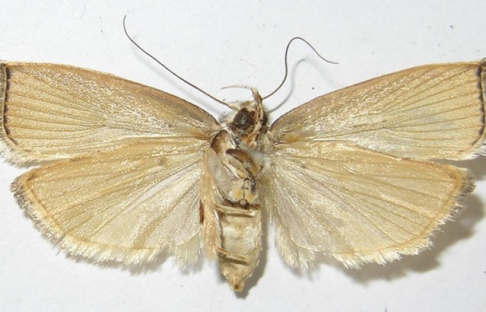 Figura 13. Posición dorsal de <i>Stenoma patens</i>, familia (Depressariidae). Voucher 10-SRNP-5726-DHJ531972.