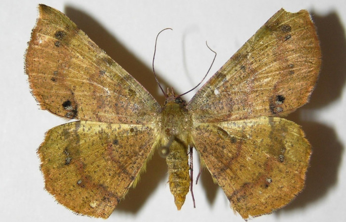 Figura 14. Adulto (macho), vista dorsal <i>Erastria decrepitaria</i> (Geometridae). (05-SRNP-30055-DHJ325818).