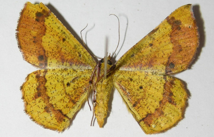 Figura 15. Adulto (macho), vista ventral <i>Erastria decrepitaria</i> (Geometridae). (05-SRNP-30055-DHJ325819).