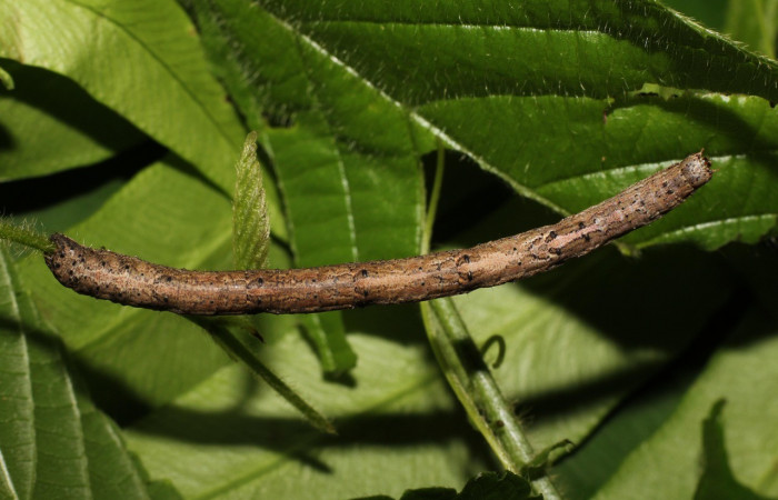 Figura 7. Detalle dorsal, <i>Erastria decrepitaria</i> (Geometridae). (19-SRNP-20647-DHJ757276).