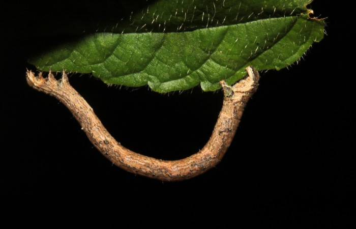 Figura 5. Detalle lateral en último estadío <i>Erastria decrepitaria</i> (Geometridae). (19-SRNP-26082-DHJ761103).