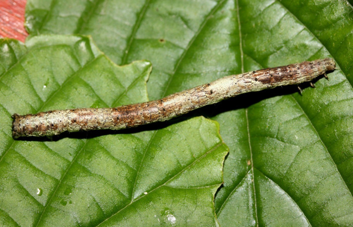Figura 8. Detalle dorsal, <i>Erastria decrepitaria </i>(Geometridae). (19-SRNP-27484-DHJ761547).