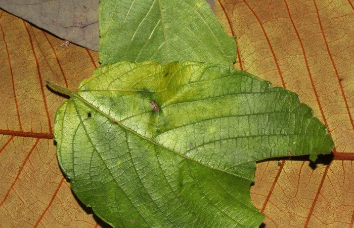Figura 10. Detalle de prepupa y refugio, <i>Erastria decrepitaria</i> (Geometridae). (20-SRNP-31473-DHJ778040).