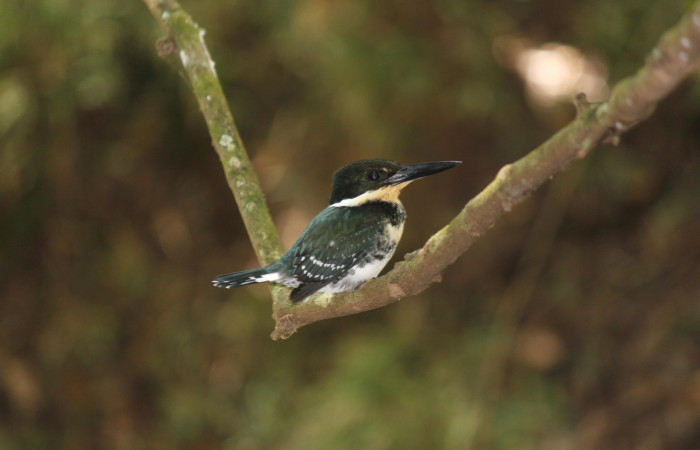 Fig. 1 Green Kingfisher Martín Pescador Verde <i>Chloroceryle americana</i> (Alcedinidae); hembra perchada arriba del cauce de una Quebrada. Estación Biológica Los Almendros, Sector El Hacha ACG; 05 de marzo 2021, Foto: Roster Moraga