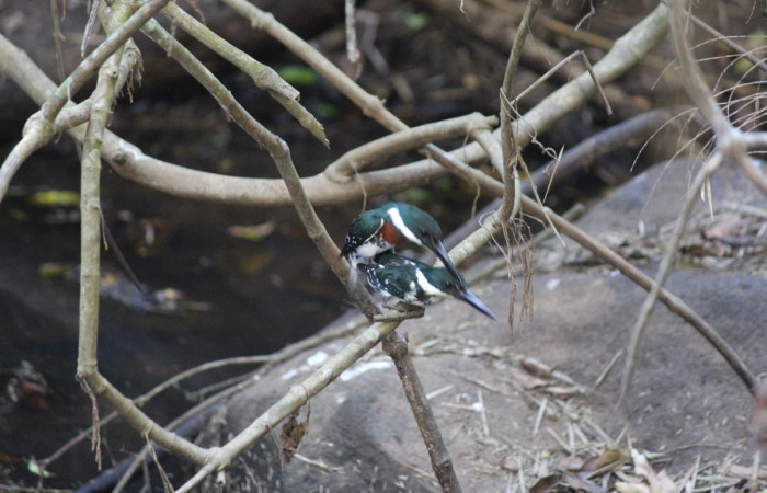 Fig. 2 Green Kingfisher Martín Pescador Verde <i>Chloroceryle americana</i> (Alcedinidae); macho y hembra copulando arriba del cauce de una quebrada. Estación Biológica Los Almendros Sector El Hacha ACG; 22 de marzo 2022, Foto: Roster Moraga