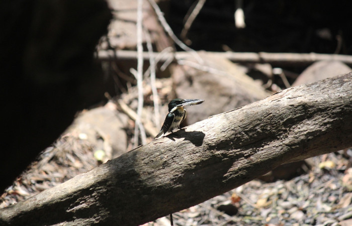 Fig. 3 Green Kingfisher Martín Pescador Verde <i>Chloroceryle americana</i> (Alcedinidae); hembra llevando alimento a sus pichones; Quebrada Estación Biológica Los Almendros, Sector El Hacha ACG; 28 de abril 2022, Foto: Roster Moraga