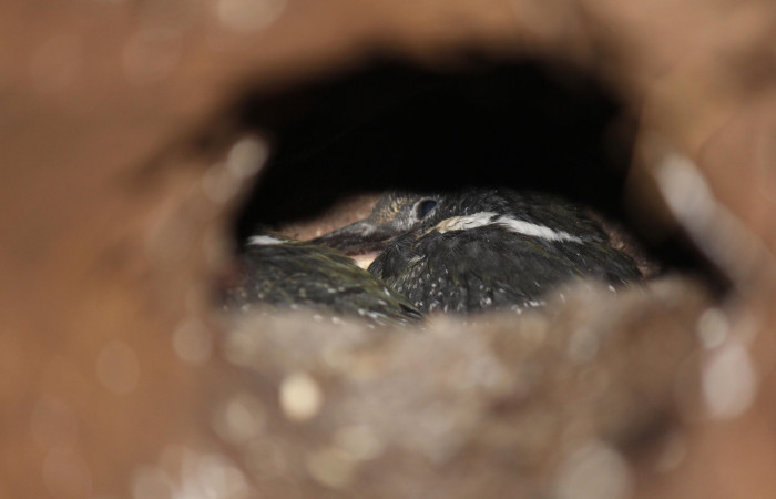 Fig. 5 Green Kingfisher Martín Pescador Verde <i>Chloroceryle americana</i> (Alcedinidae); nido con dos pichones; Quebrada Estación Biológica Los Almendros, Sector El Hacha ACG; 09 de mayo 2022, Foto: Roster Moraga
