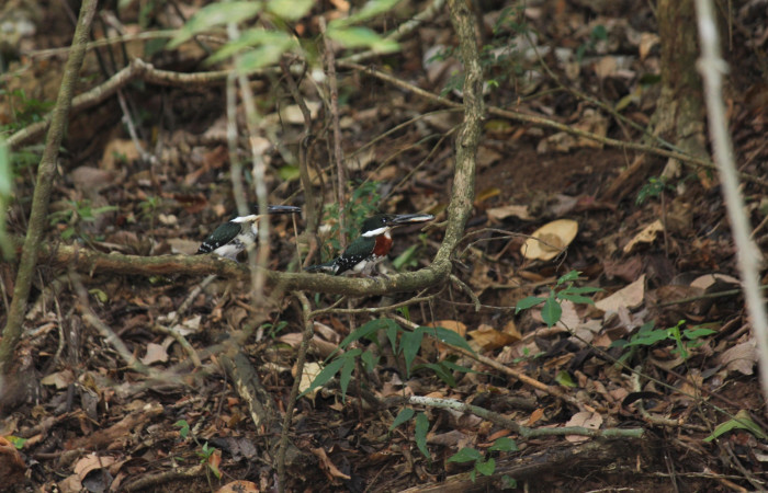 Fig. 6 Green Kingfisher Martín Pescador Verde <i>Chloroceryle americana</i> (Alcedinidae); adulto negando el alimento a uno de los pichones, para obligarlo a volar; Quebrada Estación Biológica Los Almendros, Sector El Hacha ACG; 10 de mayo 2022, Foto: Roster Moraga