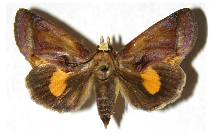 Fig.1. Adulto de <i>Gonodonta nitidimacula</i>. En vista dorsal. Voucher : 02-SRNP-15218-DHJ312672.jpg.