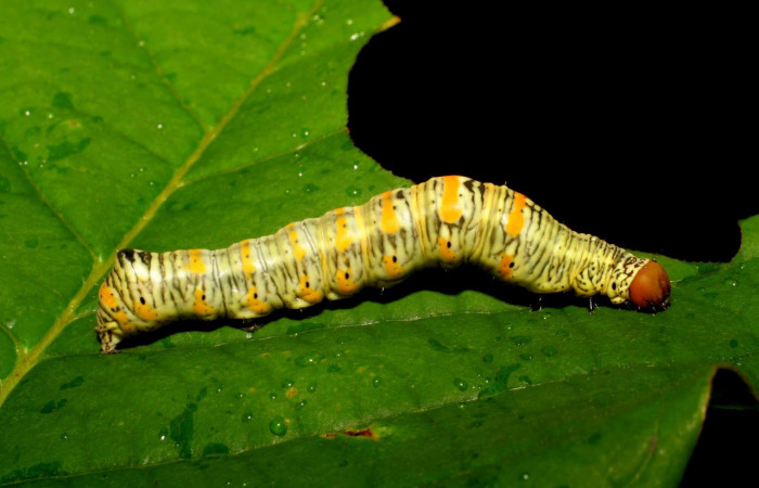Fig.13. Larva de <i>Gonodonta pyrgo</i>, en último estadio de 38mm de longitud. Voucher :06-SRNP-17310-DHJ411565.jpg.