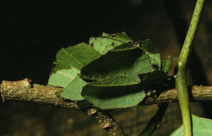 Fig.16. Muestra capullo de <i>Gonodonta clotilda</i>. En posición lateral de 30mm de longitud. Voucher : 98-SRNP-10835-DHJ47300.jpg.