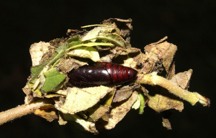 Fig.17. Muestra pupa de <i>Gonodonta uxor</i>. En posición lateral. Voucher : 13-SRNP-47210-DHJ708619.jpg