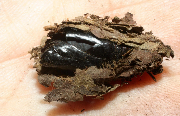 Fig.18. Mostrando capullo de <i>Gonodonta holosericea</i>. Y pupario de tachinidea. Voucher : 07-SRNP-35827-DHJ461813.jpg.