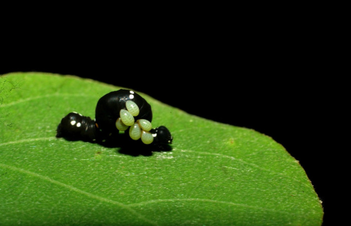 Fig.19. Muestra larvitas de  familia Eulophidae, parásito en larva de <i>Gonodonta sinaldus</i>. Voucher : 07-SRNP-33589-DHJ434275.jpg.