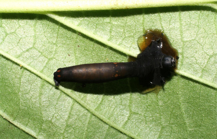 Fig.21. Capullo de la familia Braconidae, parásito en larva de <i>Gonodonta uxor</i>. Voucher : 06-SRNP-32957-DHJ416029.jpg.