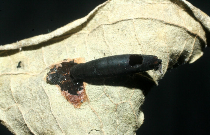 Fig.22. Capullo de la familia Braconidae, parásito en larva de <i>Gonodonta correcta</i>.  Voucher : 07-SRNP-56881-DHJ452984.jpg.