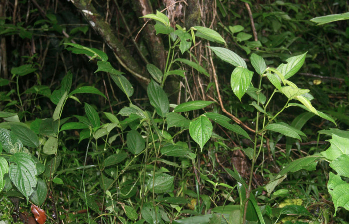 Fig.26. Planta de <i>Piper aduncum</i> (Piperaceae), planta hospedera del género <i>Gonodonta</i>.