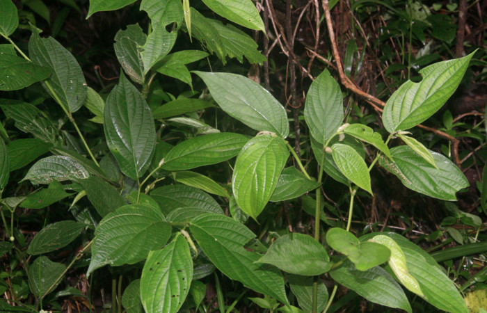 Fig.27. Planta de <i>Piper aduncum</i> (Piperaceae), planta hospedera del género <i>Gonodonta</i>.