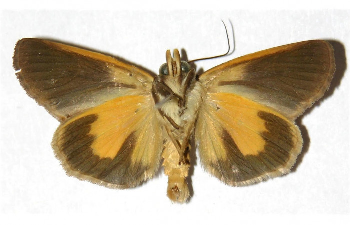 Fig.4. Adulto de <i>Gonodonta nitidimacula</i>. En posición ventral. Voucher : 02-SRNP-24190-DHJ312667..jpg.